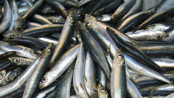 Atlantic herring síld fiskur veiði ofveiði ofnýting landvernd.is wikimedia commons